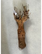 N°X : Baobab africain (Adansonia digitata) de 20 ans