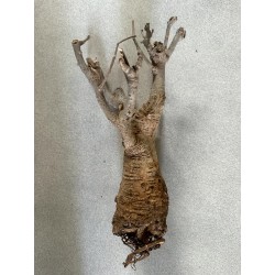 N°W : Baobab africain (Adansonia digitata) de 20 ans
