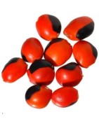 6 graines de Huayruro, Caconnier (Ormosia monosperma)
