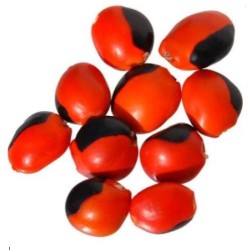 6 graines de Huayruro, Caconnier (Ormosia monosperma)