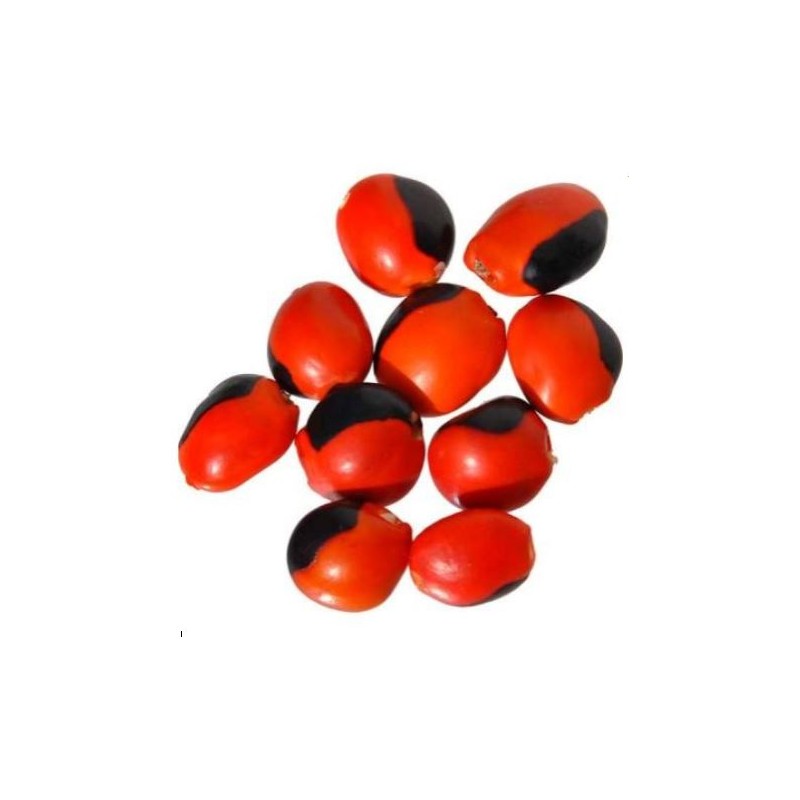 6 graines de Huayruro, Caconnier (Ormosia monosperma)