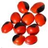 6 graines de Huayruro, Caconnier (Ormosia monosperma)