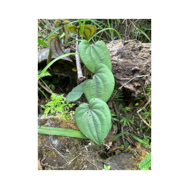 TRES RARE ! Dioscorea villosa - origine Pérou