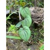 TRES RARE ! Dioscorea villosa - origine Pérou