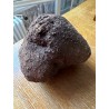 TRES RARE ! Dioscorea villosa - origine Pérou