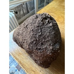 TRES RARE ! Dioscorea villosa - origine Pérou