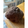 TRES RARE ! Dioscorea villosa - origine Pérou