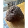 TRES RARE ! Dioscorea villosa - origine Pérou