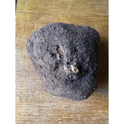 TRES RARE ! Dioscorea villosa - origine Pérou
