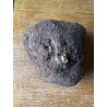TRES RARE ! Dioscorea villosa - origine Pérou