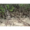 Plantule de palétuvier rouge (Rhizophora mangle)