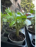 Mini-baobab chacal botanique (adenium obesum) de 2 ans