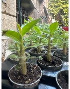 Mini-baobab chacal botanique (adenium obesum) de 2 ans
