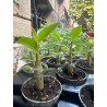 Mini-baobab chacal botanique (adenium obesum) de 2 ans