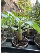 Mini-baobab chacal botanique (adenium obesum) de 2 ans