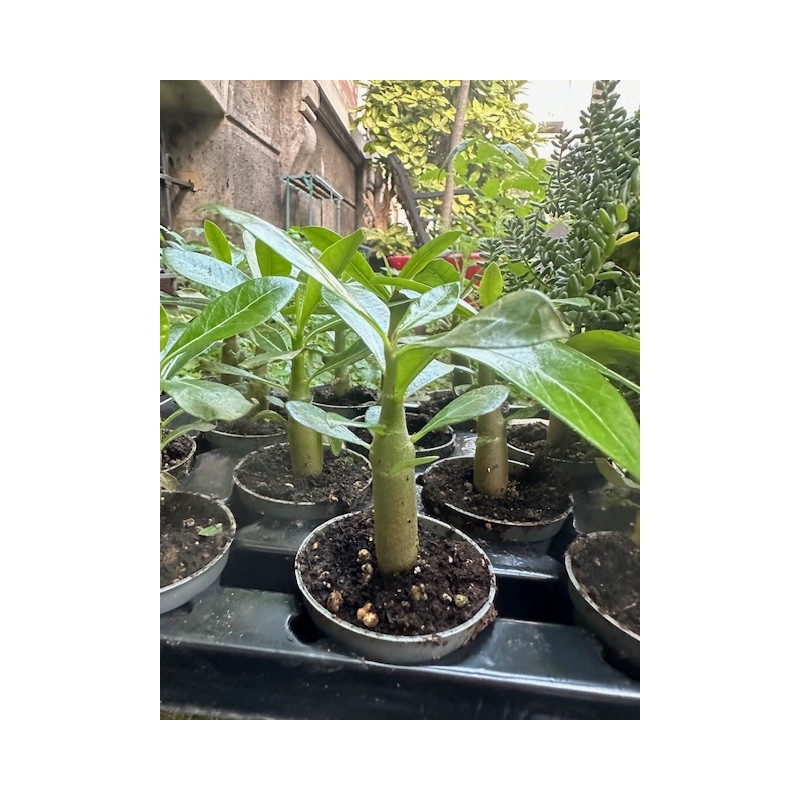 Mini-baobab chacal botanique (adenium obesum) de 2 ans