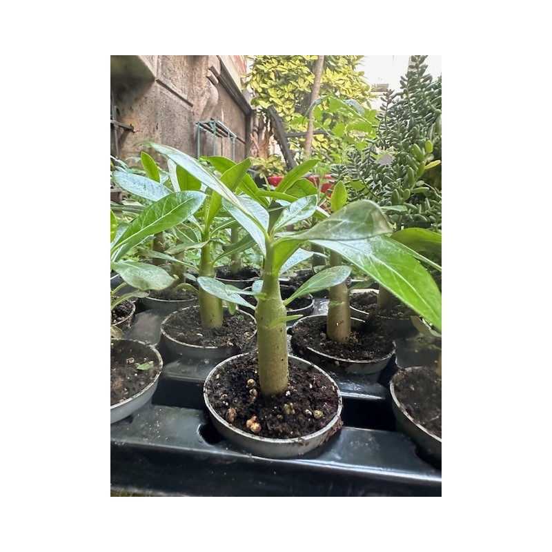 Mini-baobab chacal botanique (adenium obesum) de 2 ans Mini-baobab chacal botanique (adenium obesum) de 2 ans
