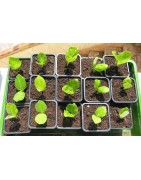 25 sachets de 8 graines de baobab (Adansonia digitata) - Le Petit Prince