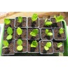 25 sachets de 8 graines de baobab (Adansonia digitata) - Le Petit Prince