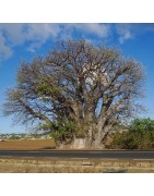 RARE ! 5 graines de baobab (Ile Maurice)