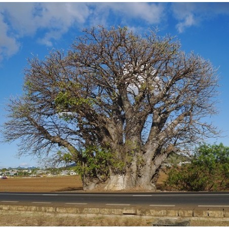 RARE ! 5 graines de baobab (Ile Maurice)