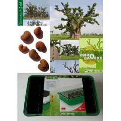 Kit plantation école n°1 : 4 mini-serres, 100 graines de baobab africain, posters,...