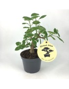 Arrivage : Plectranthus ernstii