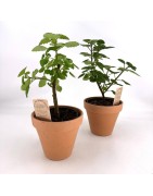 Arrivage : Plectranthus ernstii