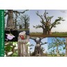 Kit plantation école n°1 : 4 mini-serres, 100 graines de baobab africain, posters,...