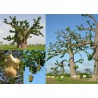 Kit plantation école n°1 : 4 mini-serres, 100 graines de baobab africain, posters,...