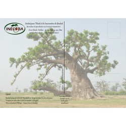 Kit plantation école n°1 : 4 mini-serres, 100 graines de baobab africain, posters,...