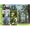 Kit plantation école n°1 : 4 mini-serres, 100 graines de baobab africain, posters,...