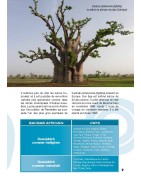 Guide de découverte des baobabs en version PDF - 40 pages