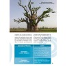 Guide de découverte des baobabs en version PDF - 40 pages