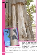 Guide de découverte des baobabs en version PDF - 40 pages