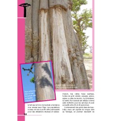 Guide de découverte des baobabs en version PDF - 40 pages