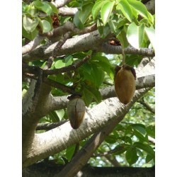 75 gr. de pulpe Bio de fruit de baobab