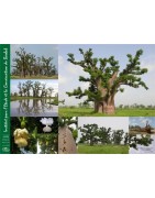 Kit plantation école n°2 : 4 mini-serres, 100 graines de baobab chacal, posters,...