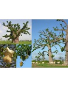 Kit plantation école n°2 : 4 mini-serres, 100 graines de baobab chacal, posters,...