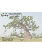 Kit plantation école n°2 : 4 mini-serres, 100 graines de baobab chacal, posters,...