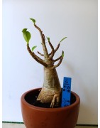 Adenium arabicum n°L