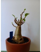 Adenium arabicum n°L