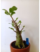 Adenium arabicum n°G