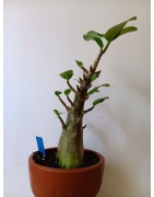 Adenium arabicum n°G