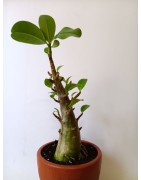 Adenium arabicum n°G