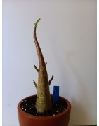 Adenium arabicum n°B