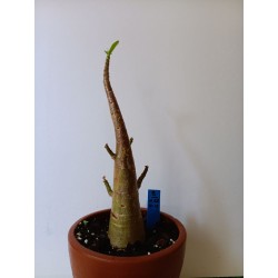 Adenium arabicum n°B
