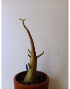 Adenium arabicum n°B