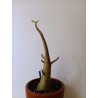 Adenium arabicum n°B