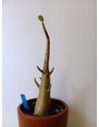 Adenium arabicum n°B